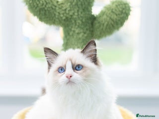 Ragdoll cats Ragdoll Bicolor Kitten Girl LSCB TICA - Advert 2