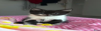 Domestic Shorthair 1