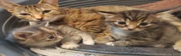 Mixed Breed cats for sale: 4 gorgeous little kitten looking for homes  - Advert 20