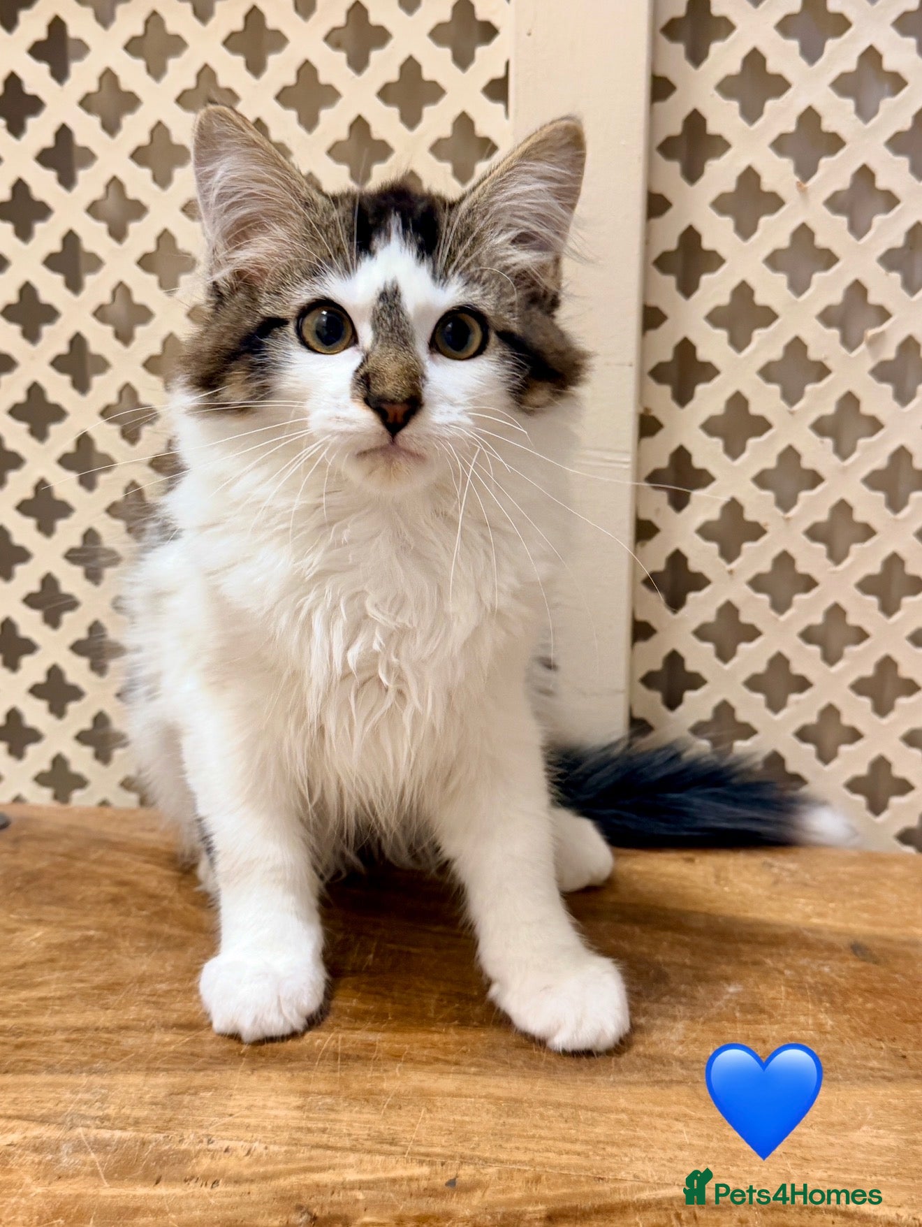 Mixed Breed cats 💖 MAINE COON X RAGDOLL *PARENTS HEALTH TESTED* 💖 - Advert 2