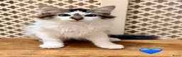 Mixed Breed cats for sale: 💖 MAINE COON X RAGDOLL *PARENTS HEALTH TESTED* 💖 - Advert 3