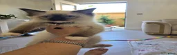 Ragdoll cats for sale: Adorable Pedigree Ragdoll kittens in Sittingbourne - Advert 21