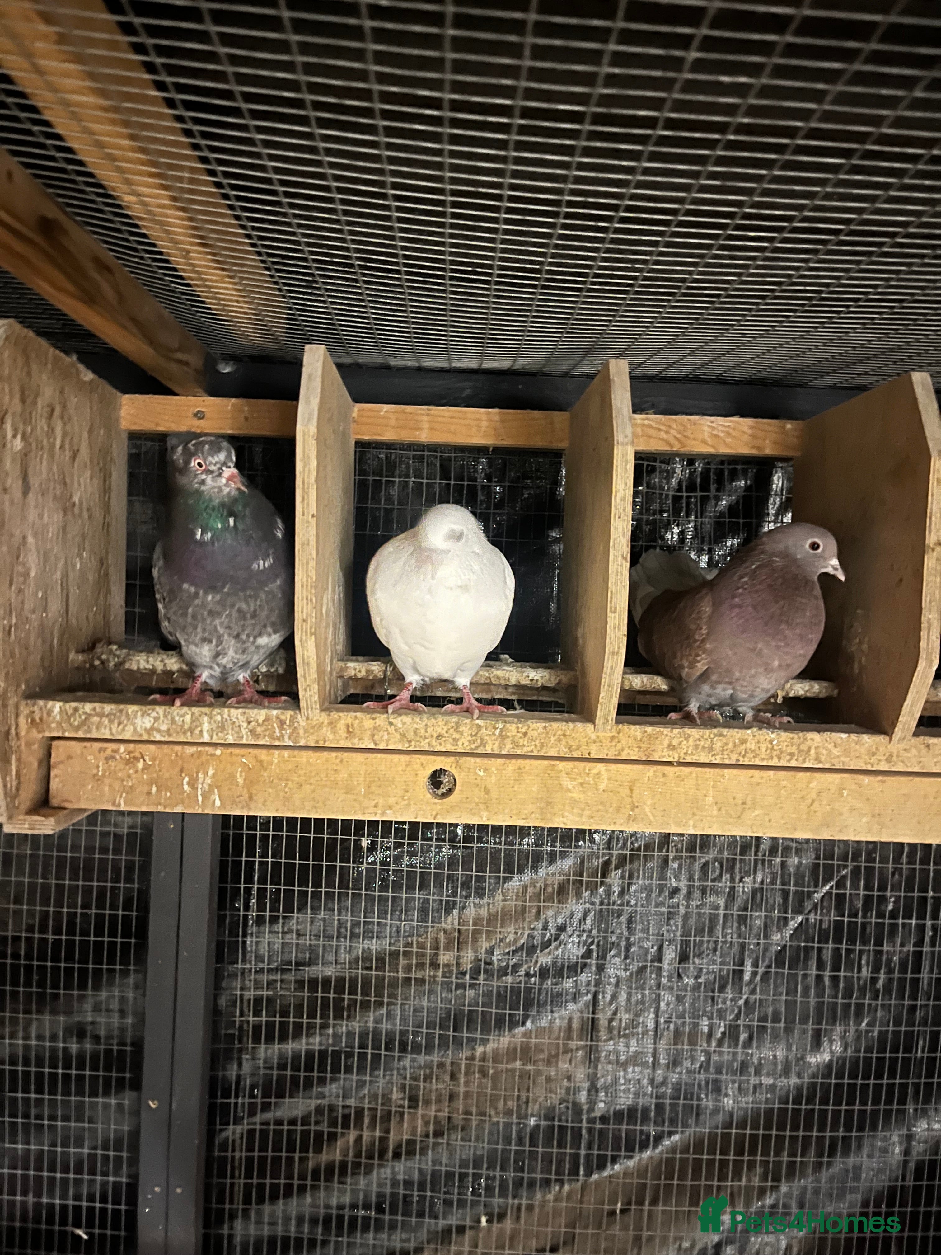 Pigeons birds Pigeons for sale  - Advert 2