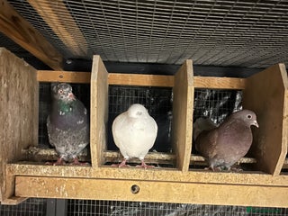 Pigeons birds Pigeons for sale - Advert 1