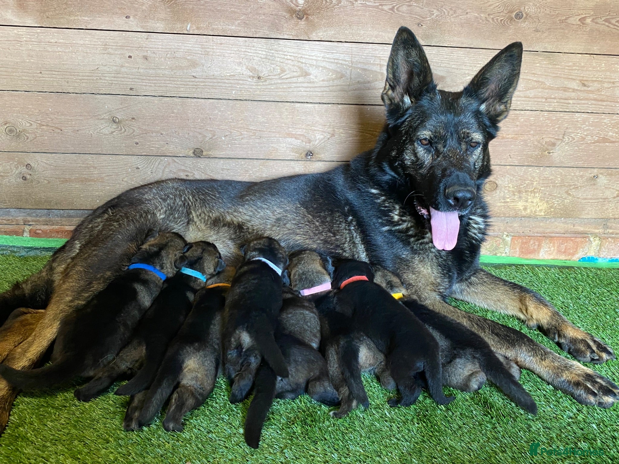 German Shepherd dogs 🐶Royal Kennel Club Straight Back GSD puppies🐶 - Advert 2