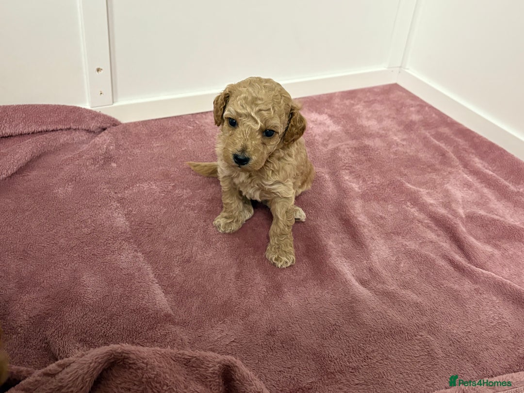 Cockapoo dogs for sale: Cockapoo puppies  - Advert 6