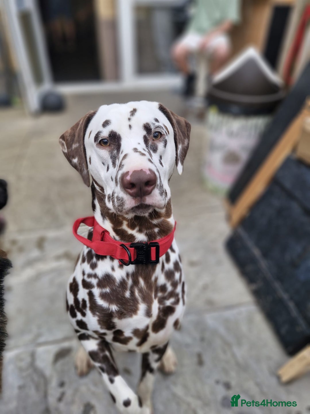 Mixed Breed dogs for sale: German shepherd and Dalmatian for rehoming - Advert 10
