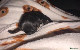 Mixed Breed dogs for sale: ❣️ beautiful Puppie’s ❣️ - Image 7