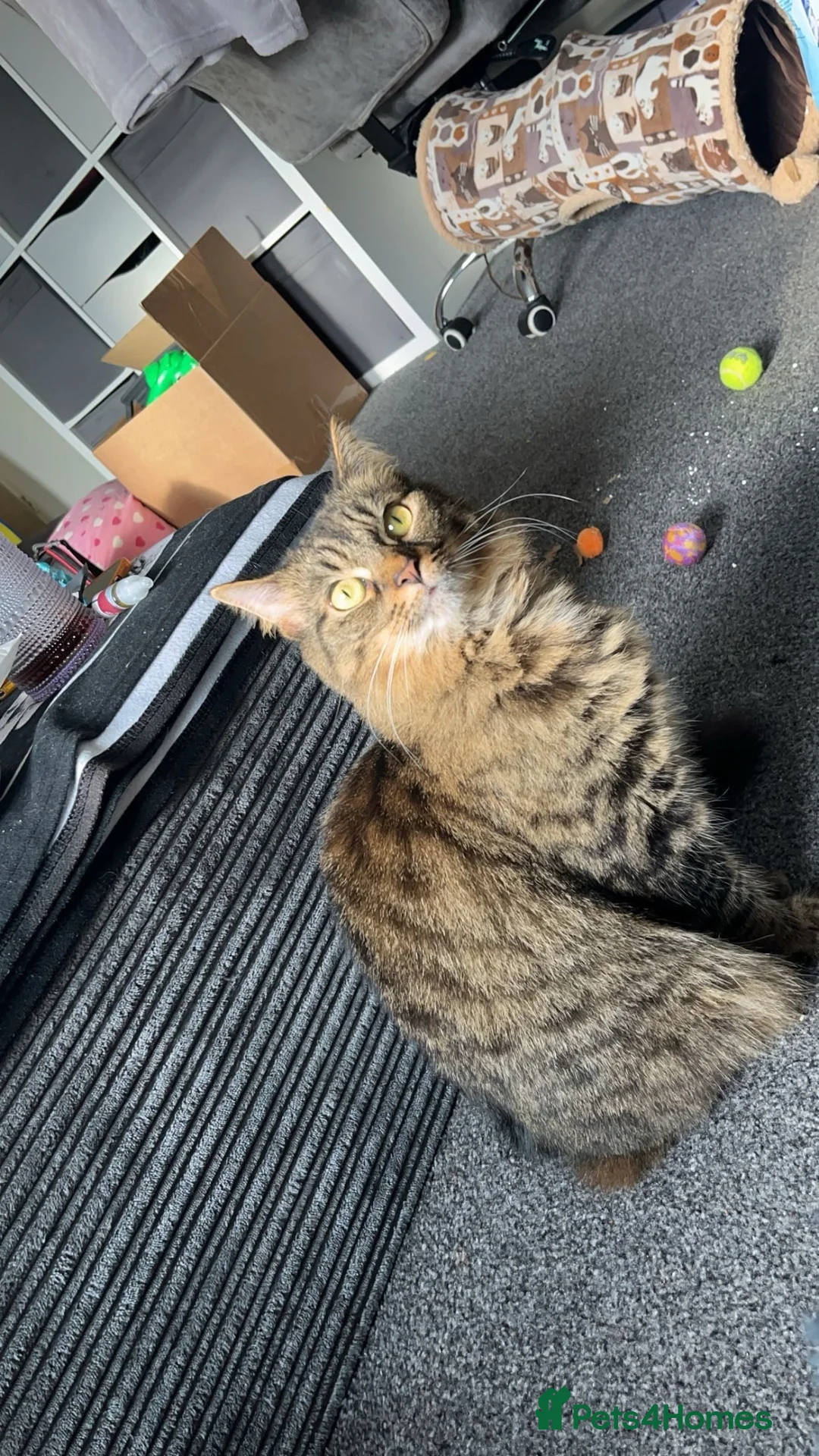 Domestic Shorthair cats for sale: Tabby rehome - read description!! - Advert 2