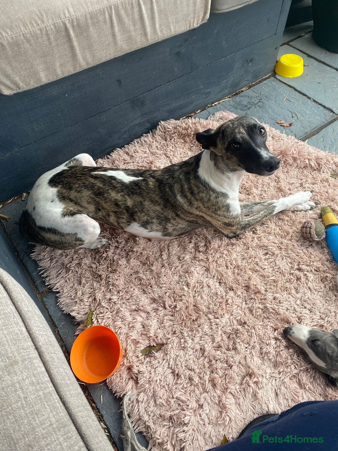 Whippet dogs for sale: Whippet blue a brindle  kc female puppy - Image 5