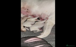 American Bulldog dogs for sale: American Bulldog Puppies – Ready Now! - Image 23