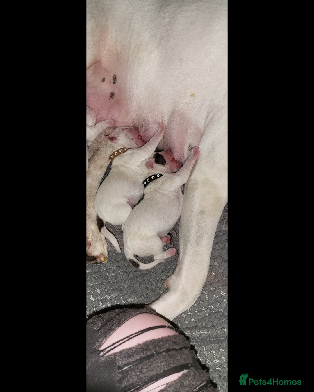 American Bulldog dogs for sale: American Bulldog Puppies – Ready Now! - Image 23