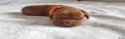Cockapoo dogs for sale: F1 Cockapoo puppies fully DNA tested parents  - Advert 6