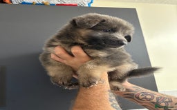 German Shepherd dogs for sale: German shepherd  - Image 30