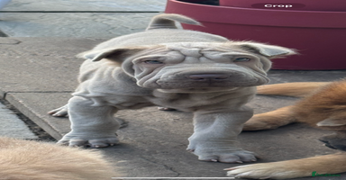 Shar Pei dogs - Advert 9