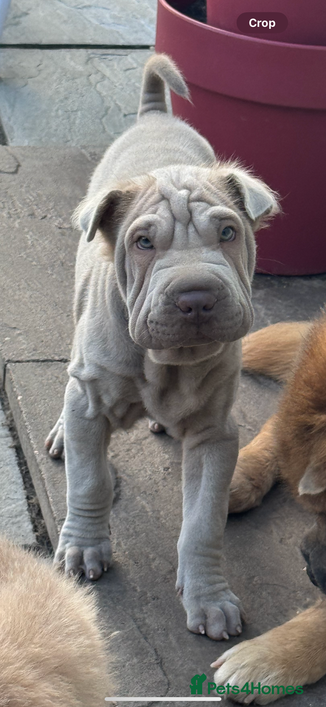 Shar Pei dogs for sale: STUNNING QUALITY PUREBRED SHAR PEI PUPS - Image 3