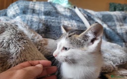 Mixed Breed cats for sale: 4 beautiful little kittens  - Image 3