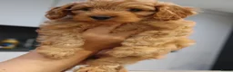 Cockapoo dogs for sale: Stunning F1 puppies Champions Bloodlines  - Advert 13
