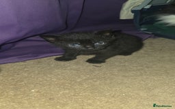 British Shorthair cats for sale: 2 tuxedo and 2 all black kittens for sale  - Image 5