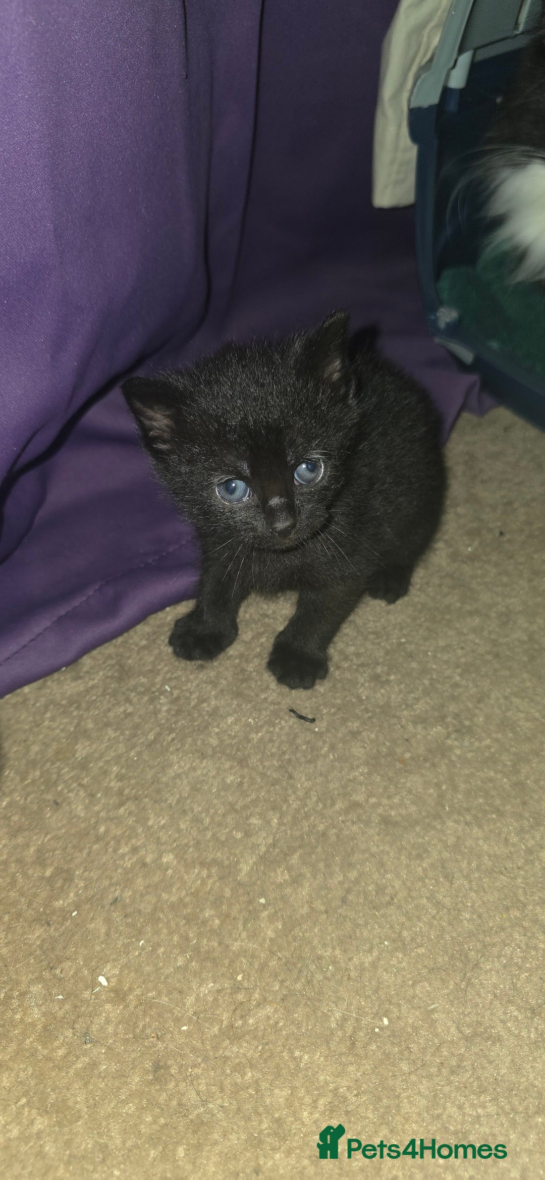 British Shorthair cats for sale: 2 tuxedo and 2 all black kittens for sale  - Image 5