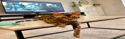Bengal cats for sale: 🐆 Beautiful Purebred Bengal Kitten - Advert 2