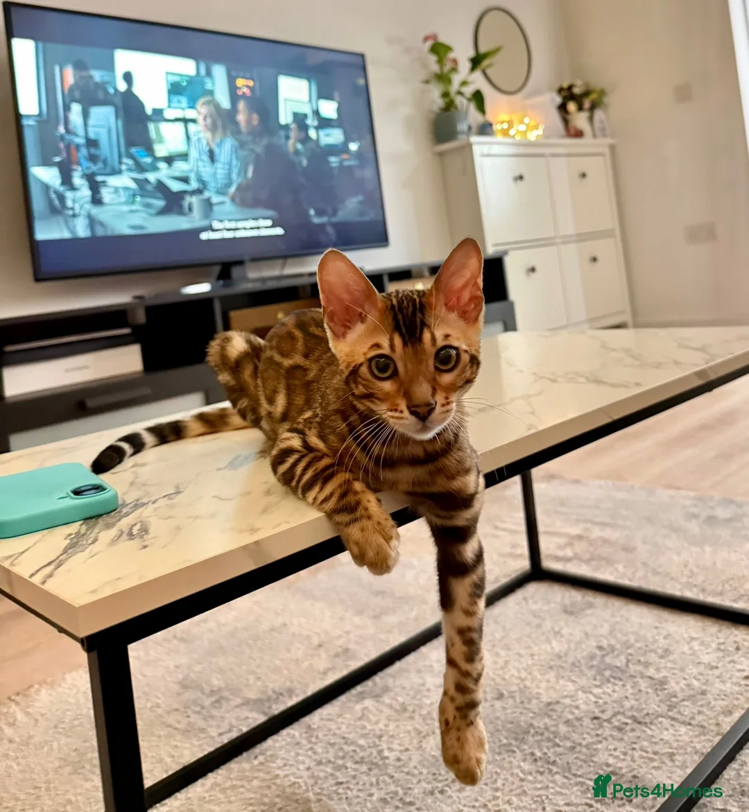 Bengal cats for sale: 🐆 Beautiful Purebred Bengal Kitten - Advert 2