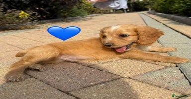 Cockapoo dogs - Advert 6