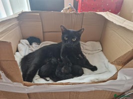 British Shorthair cats 5 Beautiful Black & Grey Tabby Kittens - Advert 8