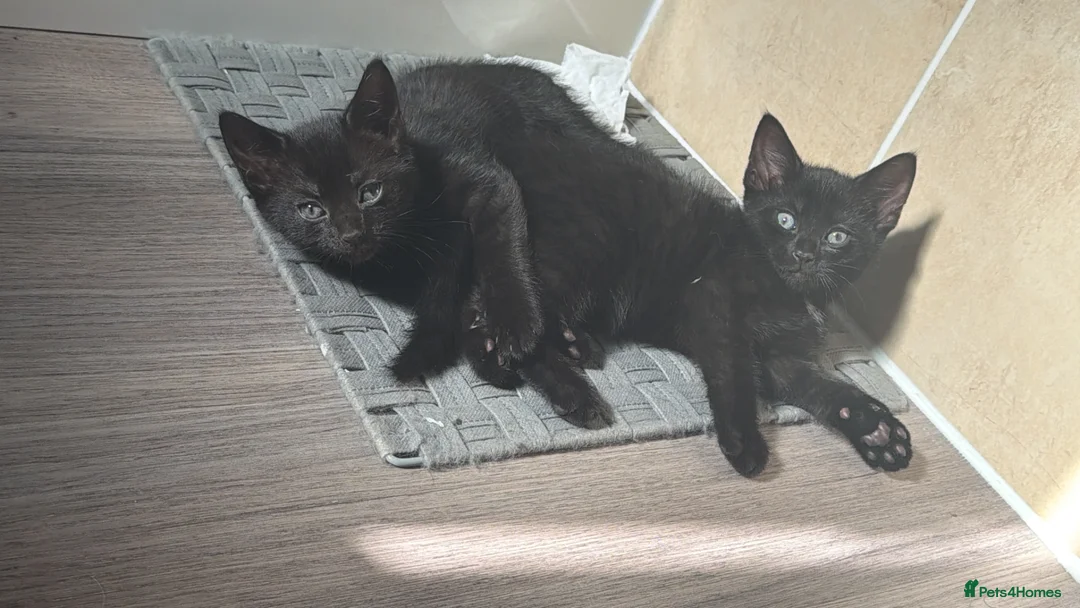 Domestic Shorthair cats for sale: 🐾 3 Beautiful Kittens for Their Forever Homes 🐾 - Advert 2
