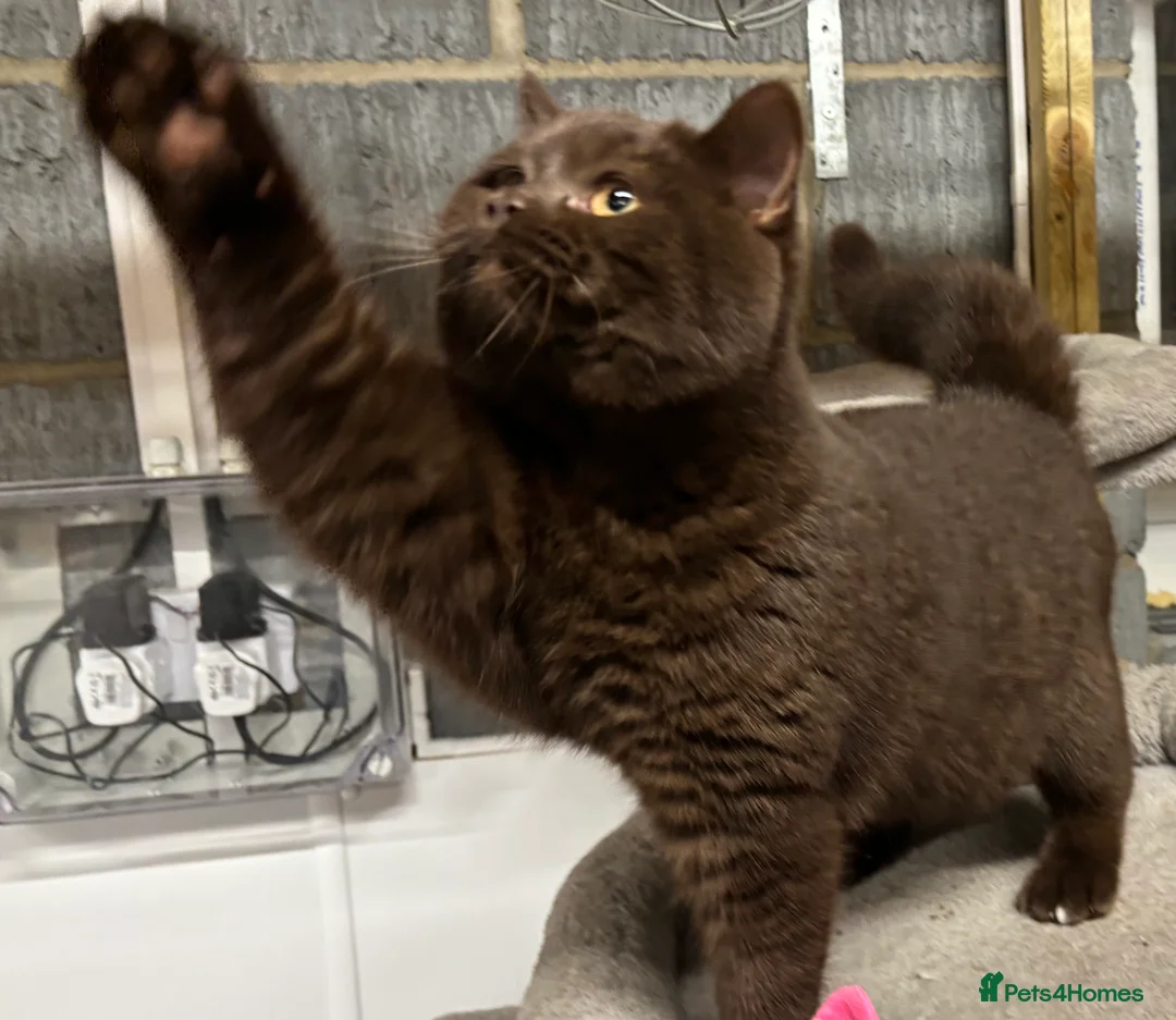 British Shorthair cats for stud: Gorgeous GCCF/TICA Chocolate Male for STUD ONLY  - Advert 3