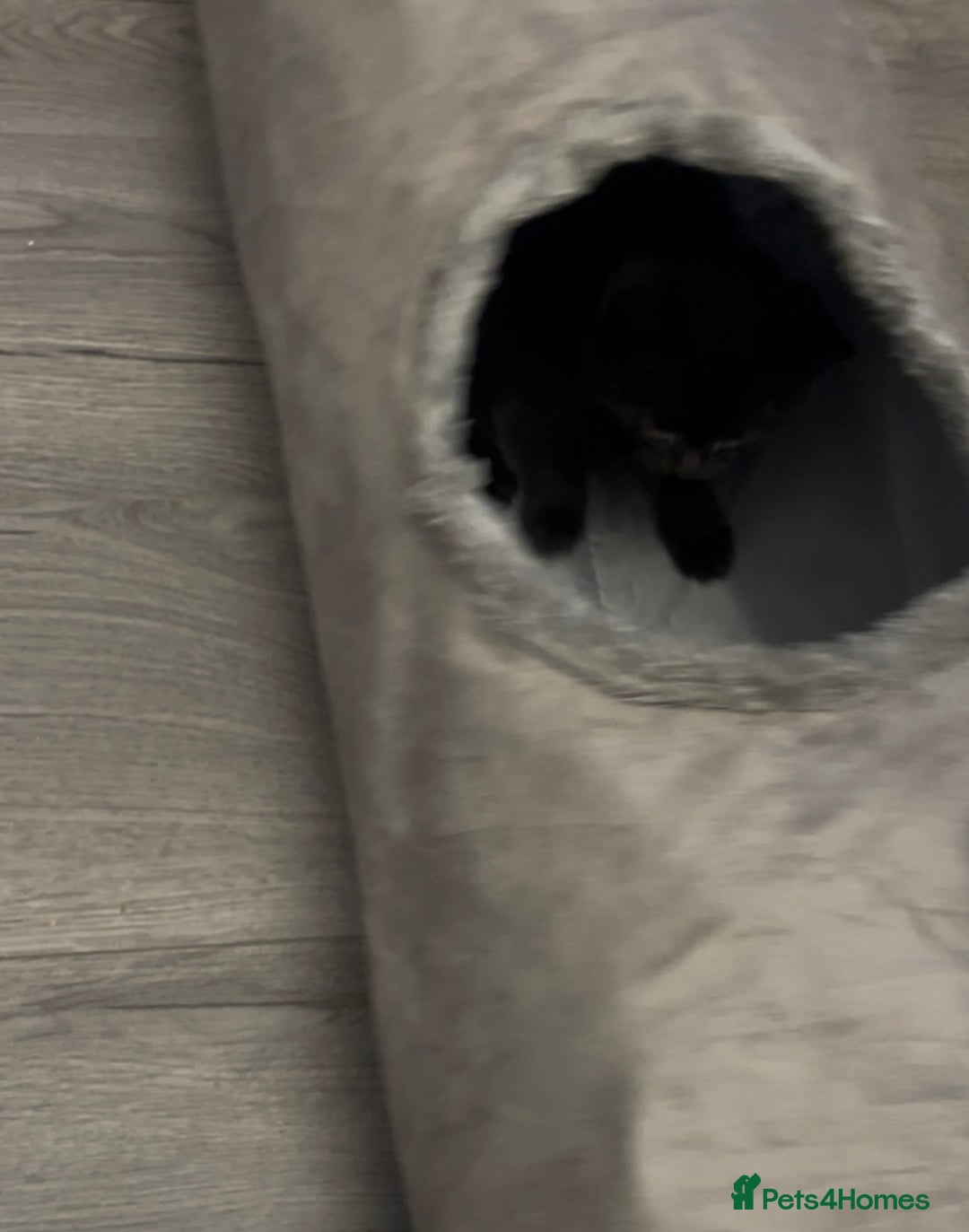 Bombay cats for sale: Adorable male kitten  - Advert 8