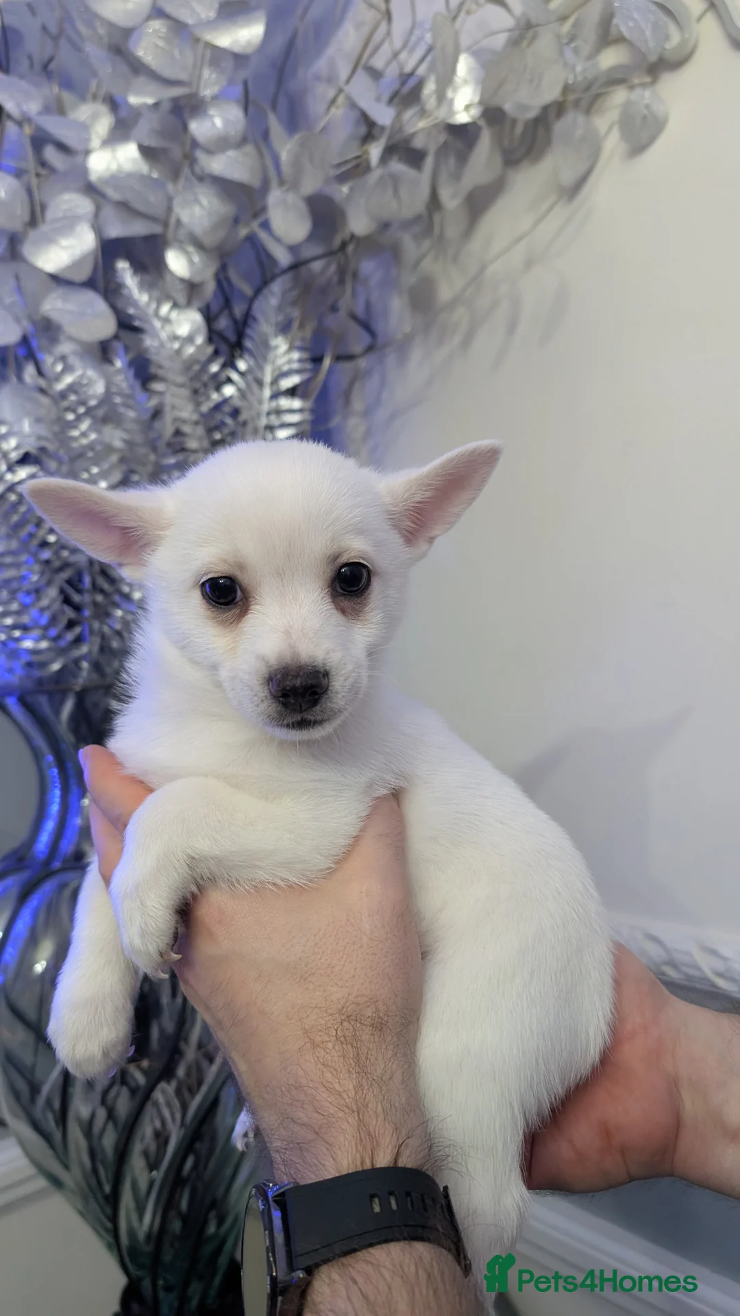 Pomchi dogs for sale: Pomchi puppy's  - Advert 6