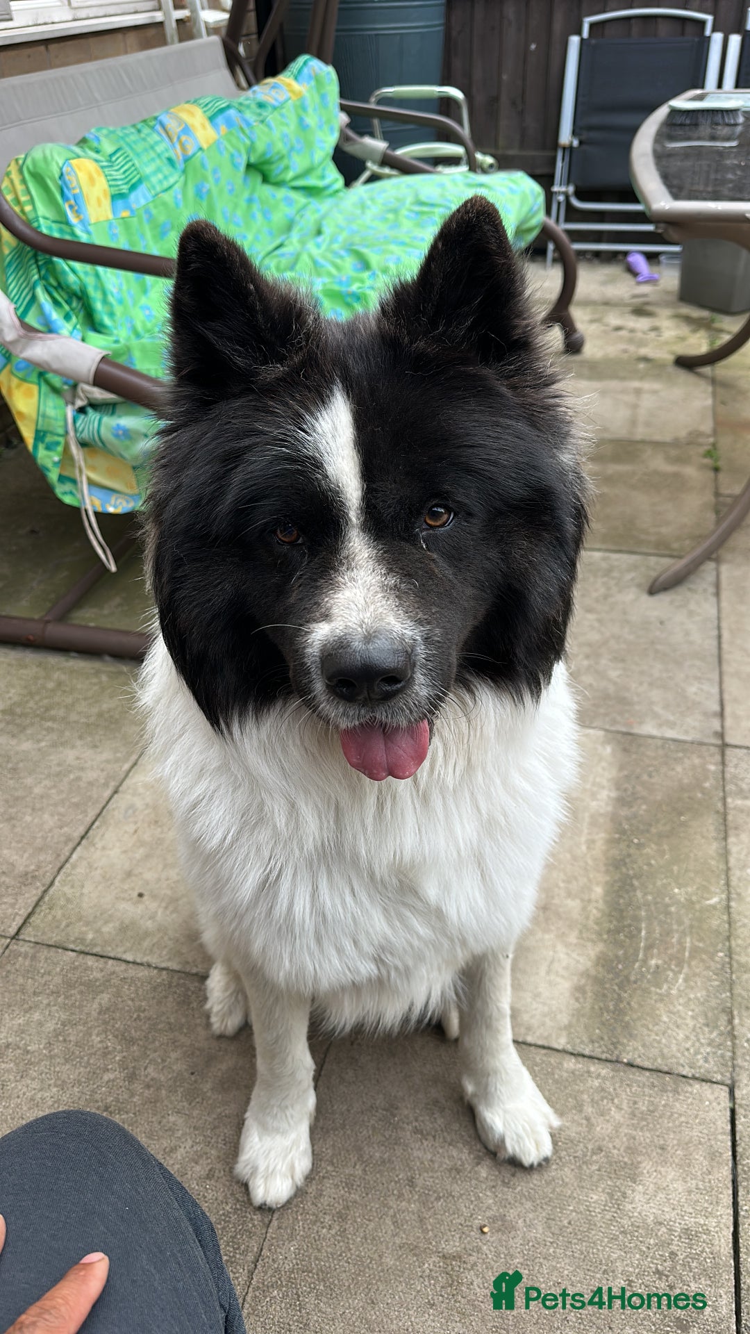 Caucasian Shepherd Dog dogs for stud: Strong Caucasian Shepherd Male for Stud - Advert 14