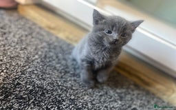 Mixed Breed cats for sale: 5 beautiful kittens  - Image 5