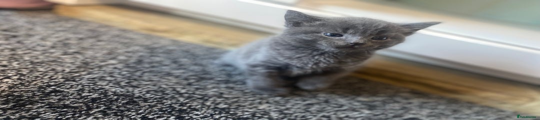 Mixed Breed Kitten 3 boy