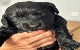 Cocker Spaniel dogs for sale: Working Cocker Spaniel Puppies - Image 5