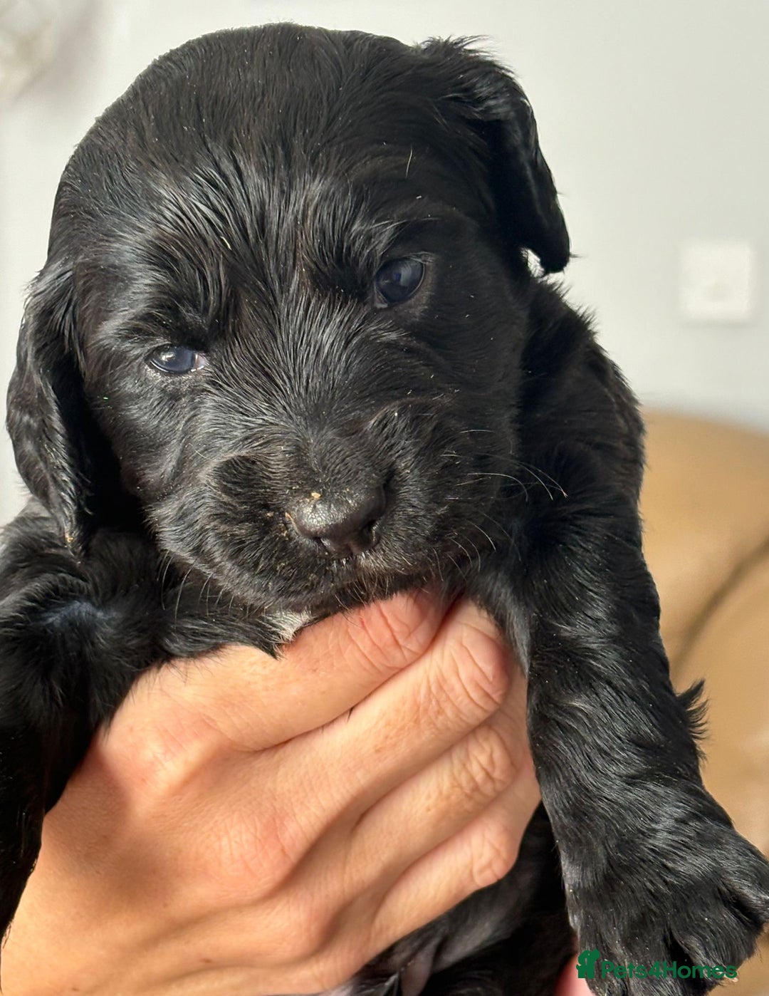 Cocker Spaniel dogs for sale: Working Cocker Spaniel Puppies - Image 5