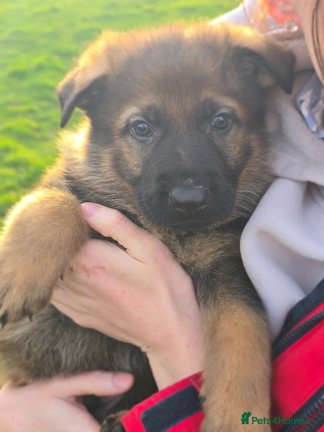 German Shepherd dogs for sale: Working line german shepherd pups  - Advert 2