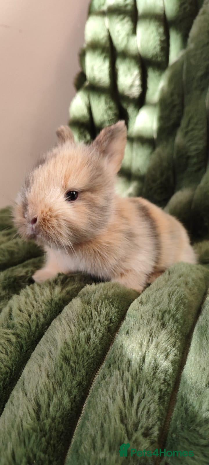 Mini Lop rabbits Mini lop/lion head new arrivals  - Advert 2