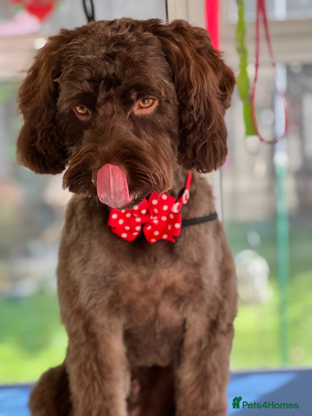 Cockapoo dogs for stud: Remy 18 month old F1 cockapoo for stud  - Image 9