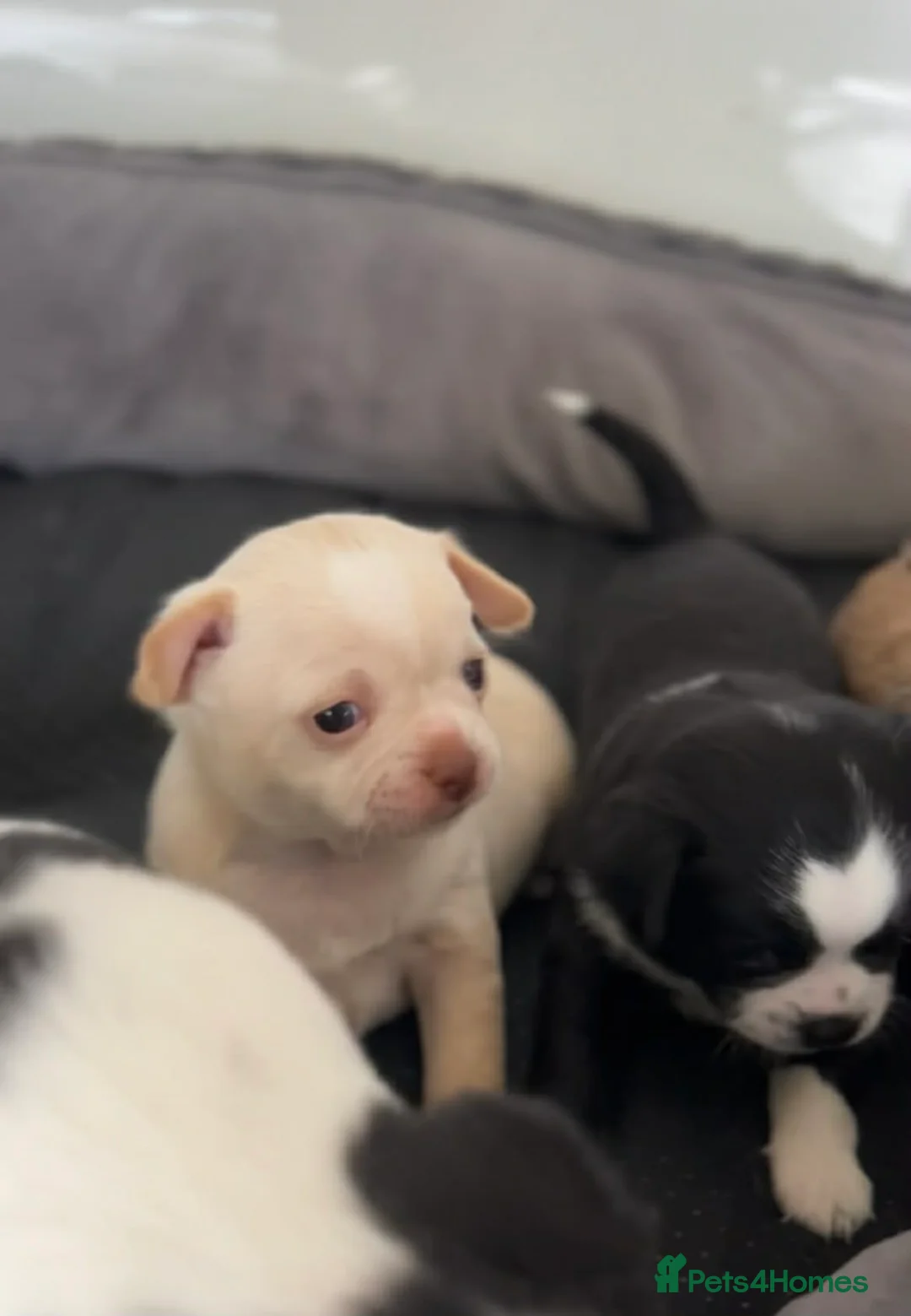 Chihuahua dogs for sale: 4 gorgeous chihuahua puppies - Advert 21