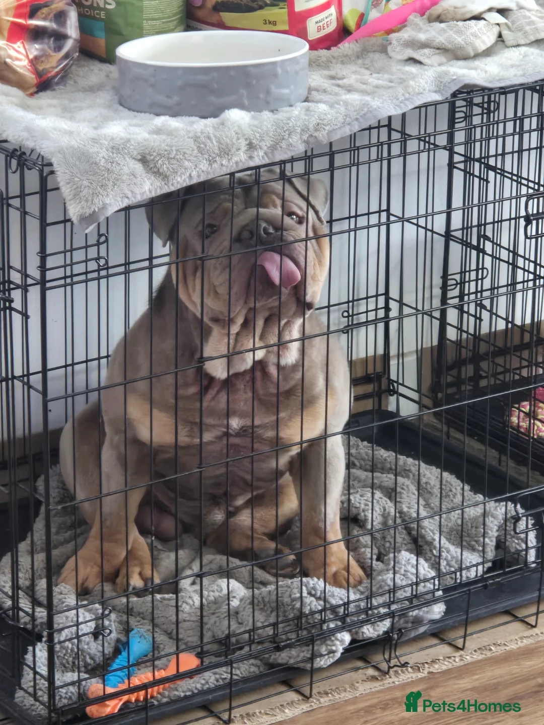 English Bulldog dogs for sale: English bulldog - Advert 5