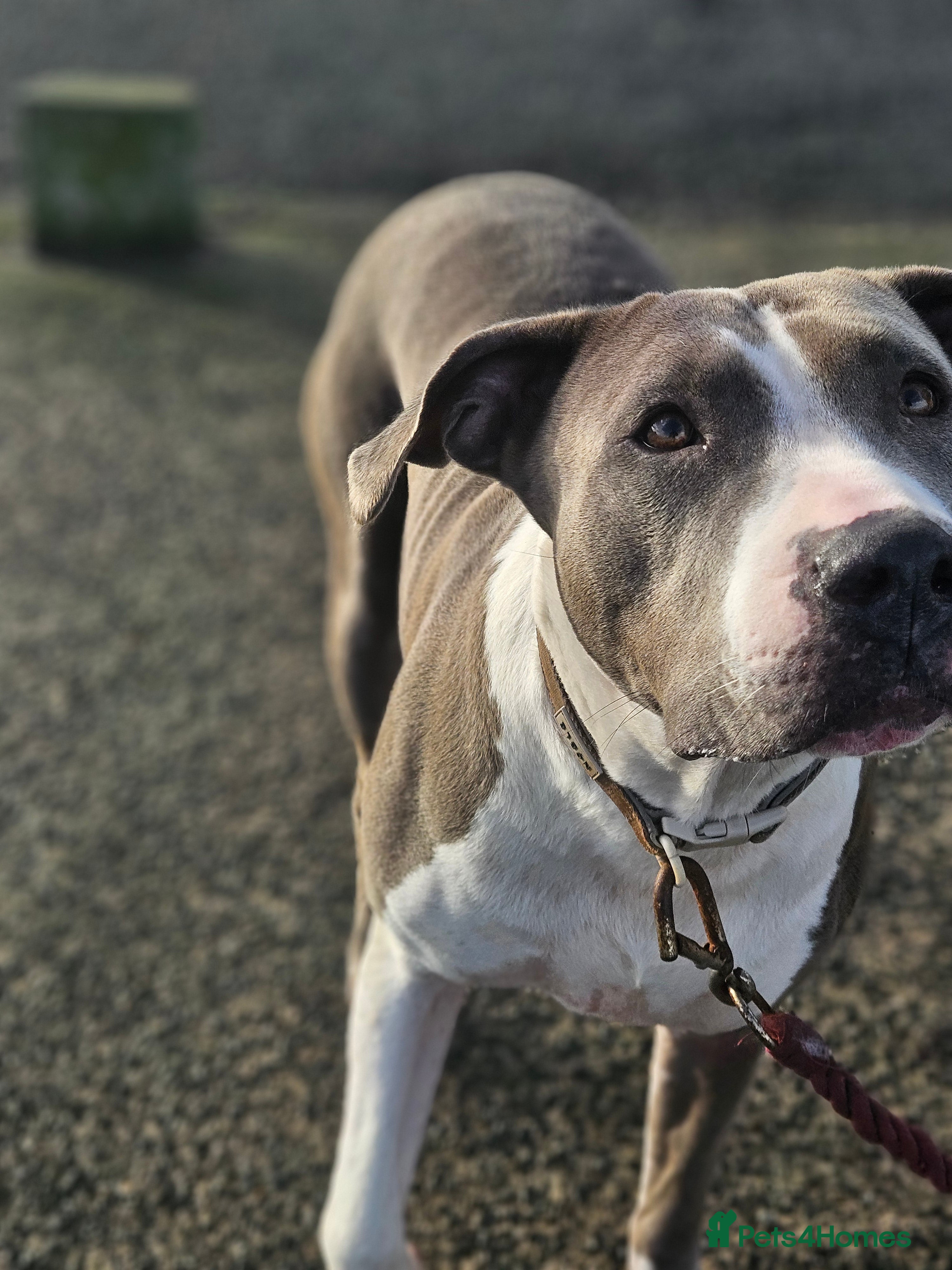 Mixed Breed dogs "TOGO" :)  - Advert 1