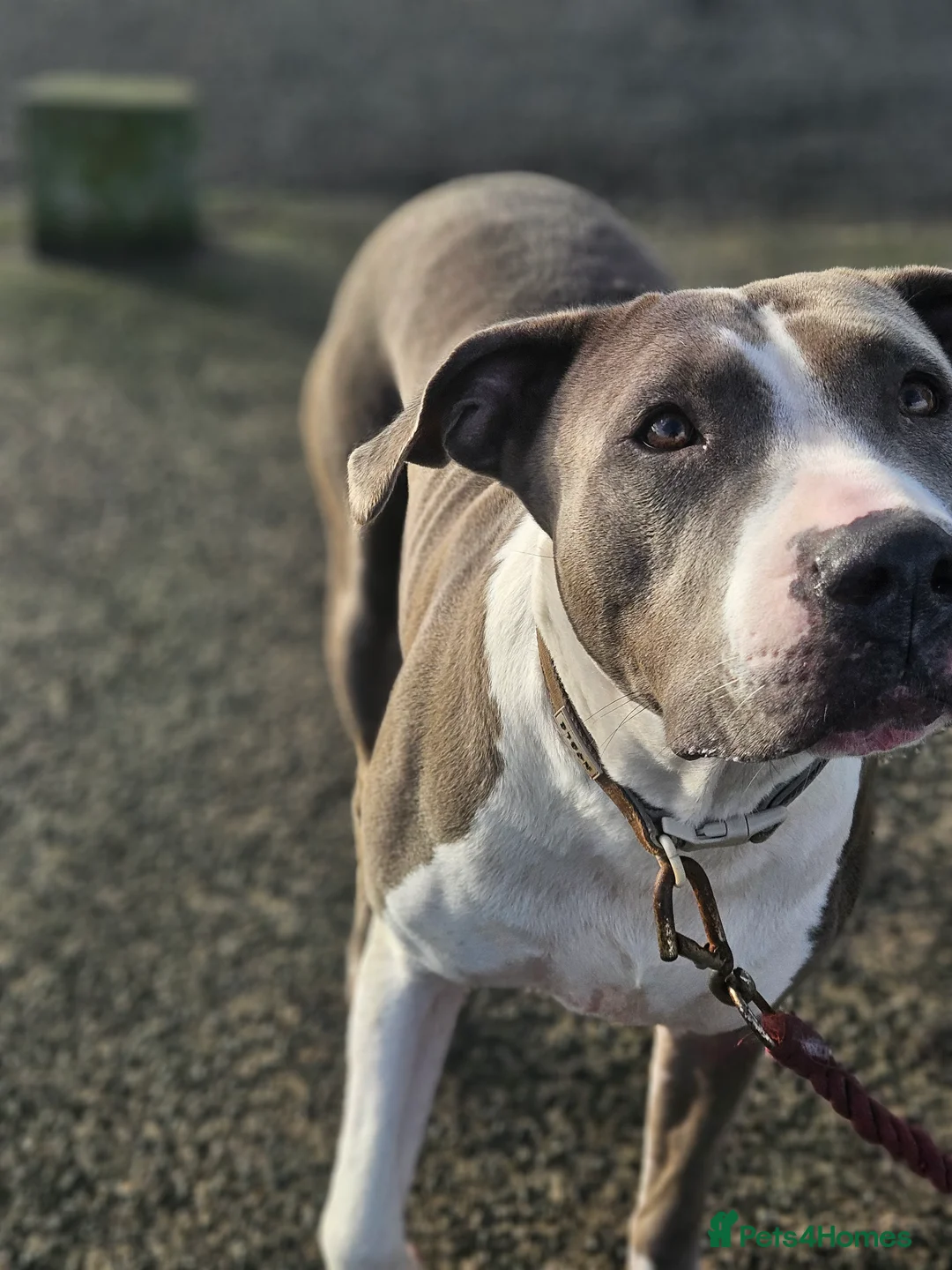 Mixed Breed dogs for sale: "TOGO" :)  - Advert 1