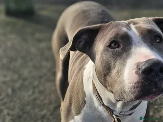 Mixed Breed dogs "TOGO" :) - Advert 1