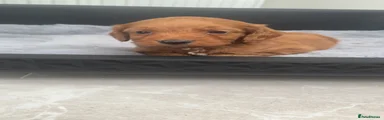 Cockapoo 8