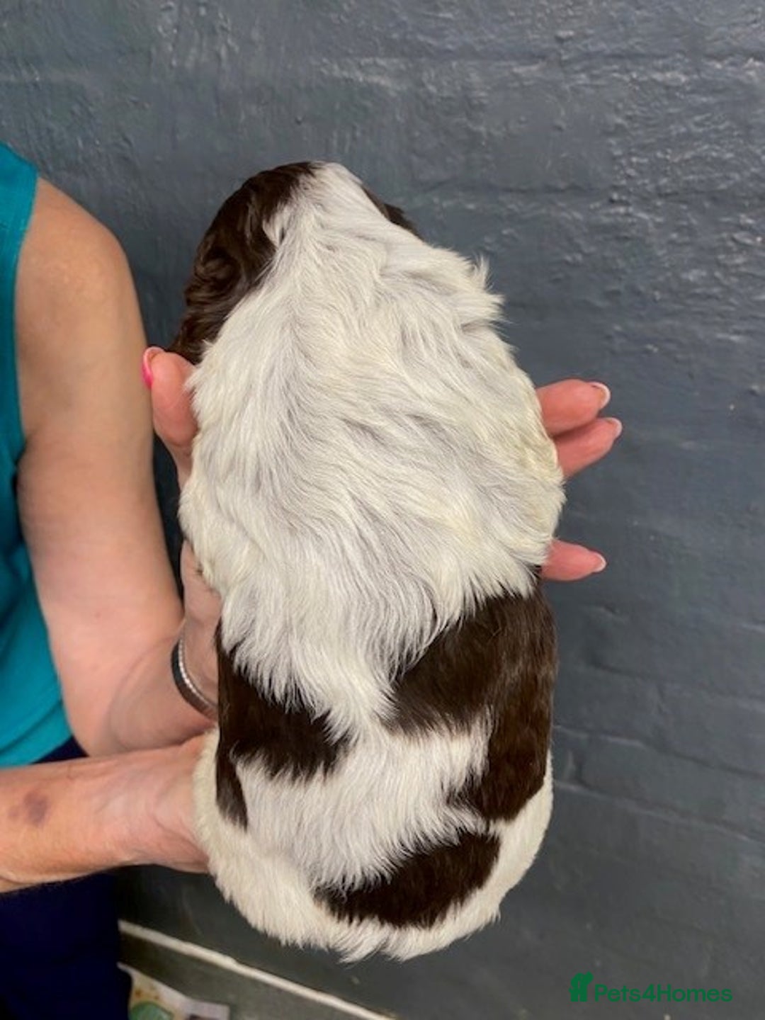 Cocker Spaniel dogs for sale: Cocker Spaniel Puppies For Sale  - Image 12