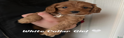 Cavapoo dogs for sale: Red F1 Cavapoo Puppies  - Advert 14