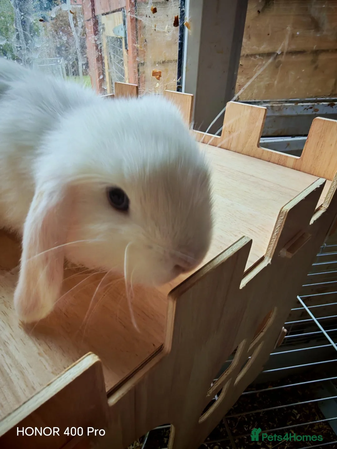 Mini Lop rabbits for sale: Pure Bred Mini Lop - Advert 18