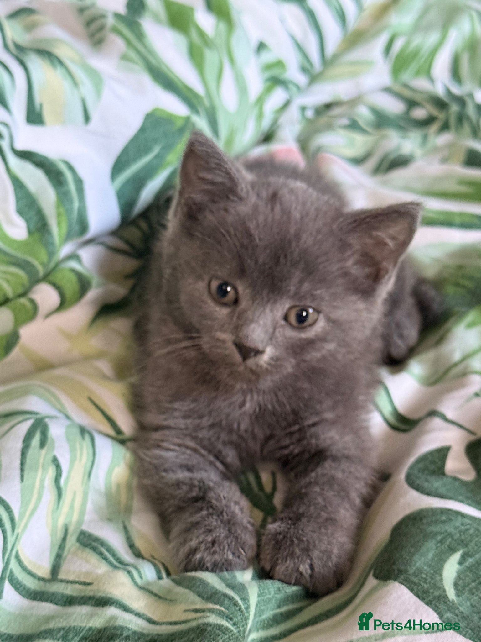 British Shorthair cats Male British shorthair  - Advert 1